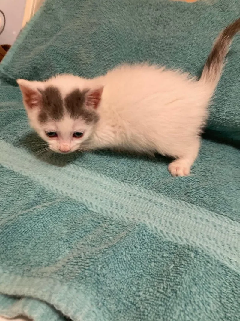 A baby medium-sized male White Domestic Short Hair cat named Firefly for adoption in Delmar, NY