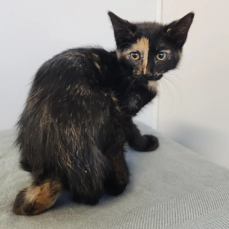 A baby small-sized female Brown / Chocolate Domestic Short Hair cat named Maggie for adoption in Fort Wayne, IN