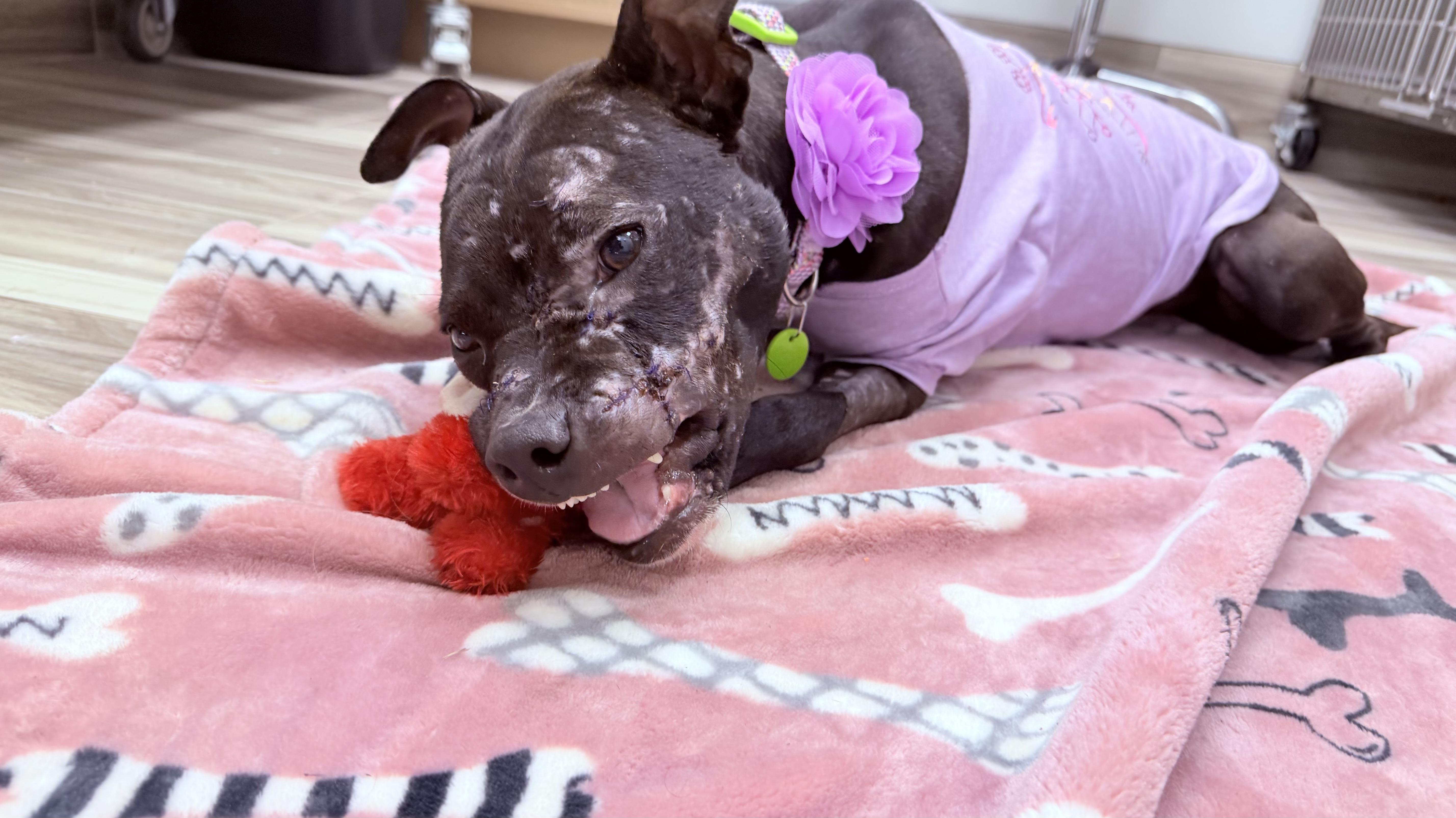 A young medium-sized female Pit Bull Terrier dog named Shelly for adoption in Palm Coast, FL
