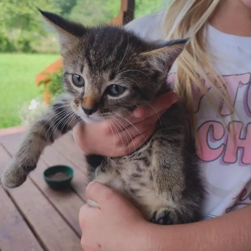 A baby small-sized female Gray / Blue / Silver Domestic Short Hair cat named Sally for adoption in Wadena, MN