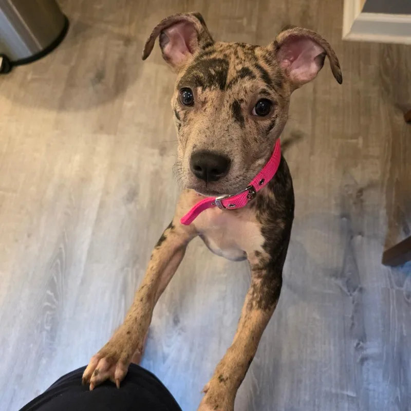 A baby medium-sized female Gray / Blue / Silver Pit Bull Terrier dog named Nyla for adoption in Jarrettsville, MD