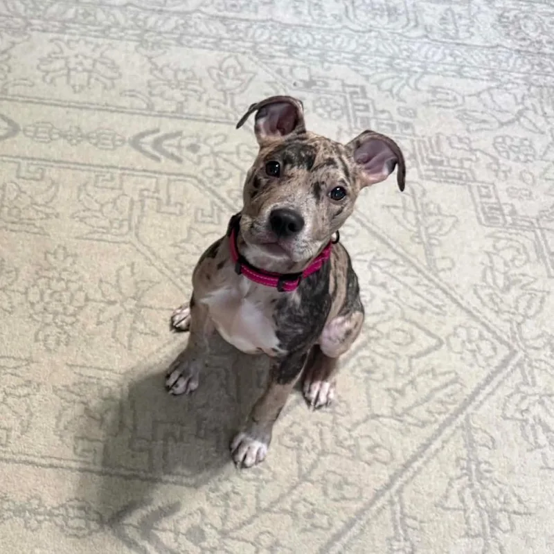 Nyla thumbnail 2