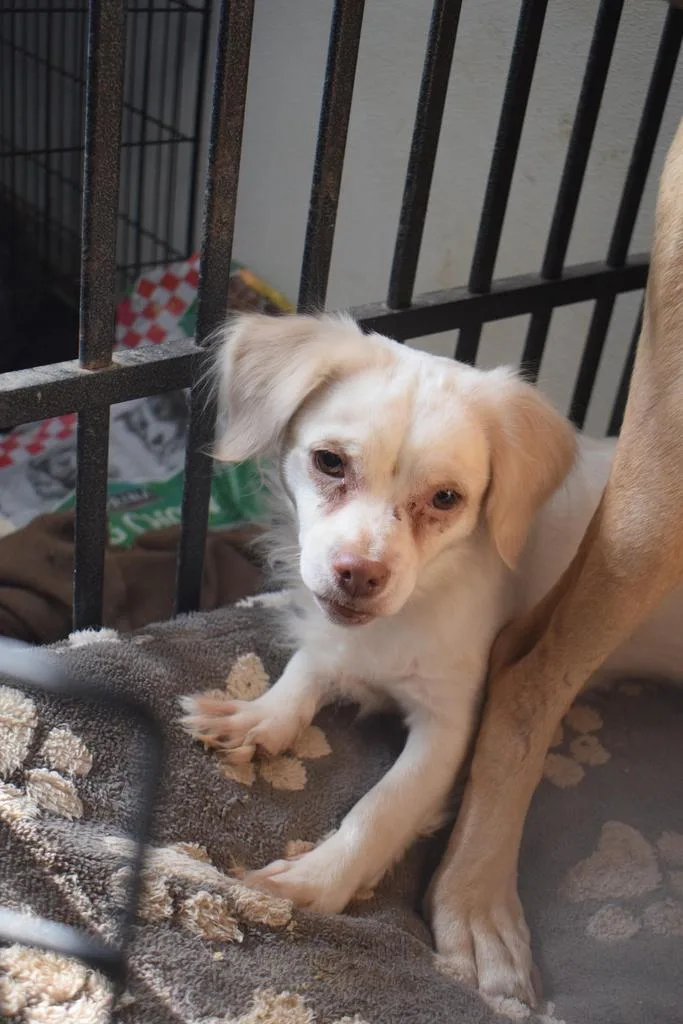 An adult small-sized female Chihuahua dog named Casper for adoption in Pahrump, NV