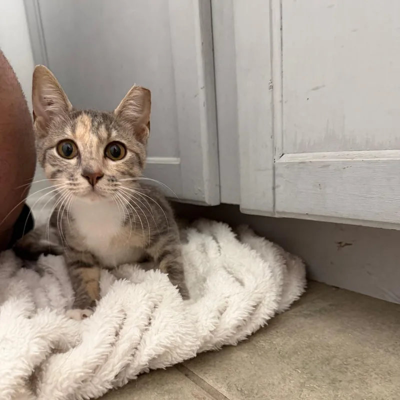 A baby medium-sized female Torbie Domestic Short Hair cat named Andi for adoption in Chattanooga, TN