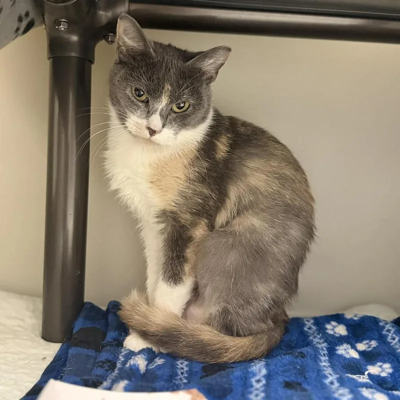 An adult small-sized female Gray / Blue / Silver Domestic Short Hair cat named Tuna for adoption in Caryville, TN