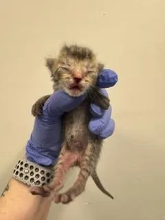 A baby small-sized male Domestic Short Hair cat named Mouse for adoption in Miami, FL