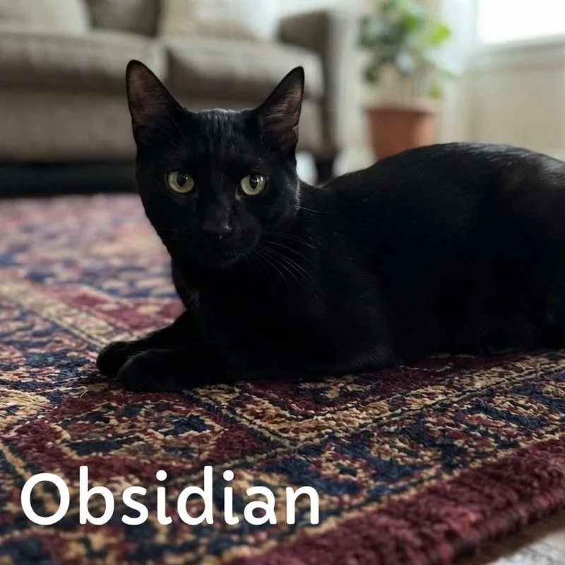 A young small-sized male Black Manx cat named Obsidian for adoption in Washington, PA