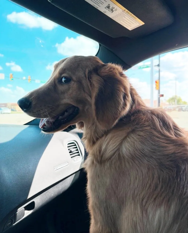 An adult medium-sized male Golden Retriever dog named Rocky for adoption in Athens, TX