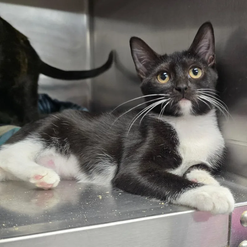 A baby small-sized female Black Domestic Short Hair cat named Patricia The Cat for adoption in Spokane, WA