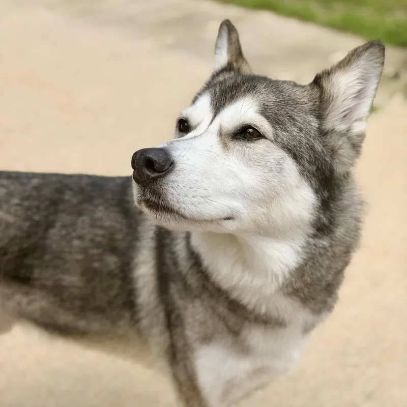 Lokai