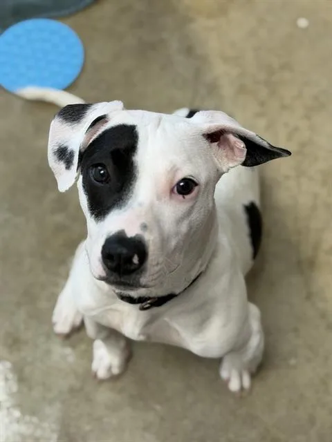 A young small-sized male Pit Bull Terrier dog named Popeye for adoption in Fort Wayne, IN