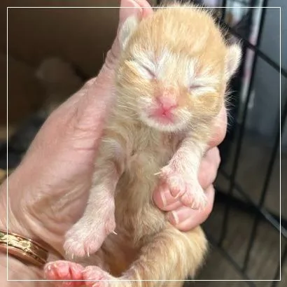 A baby small-sized male Domestic Short Hair cat named Bowser for adoption in Archbold , OH