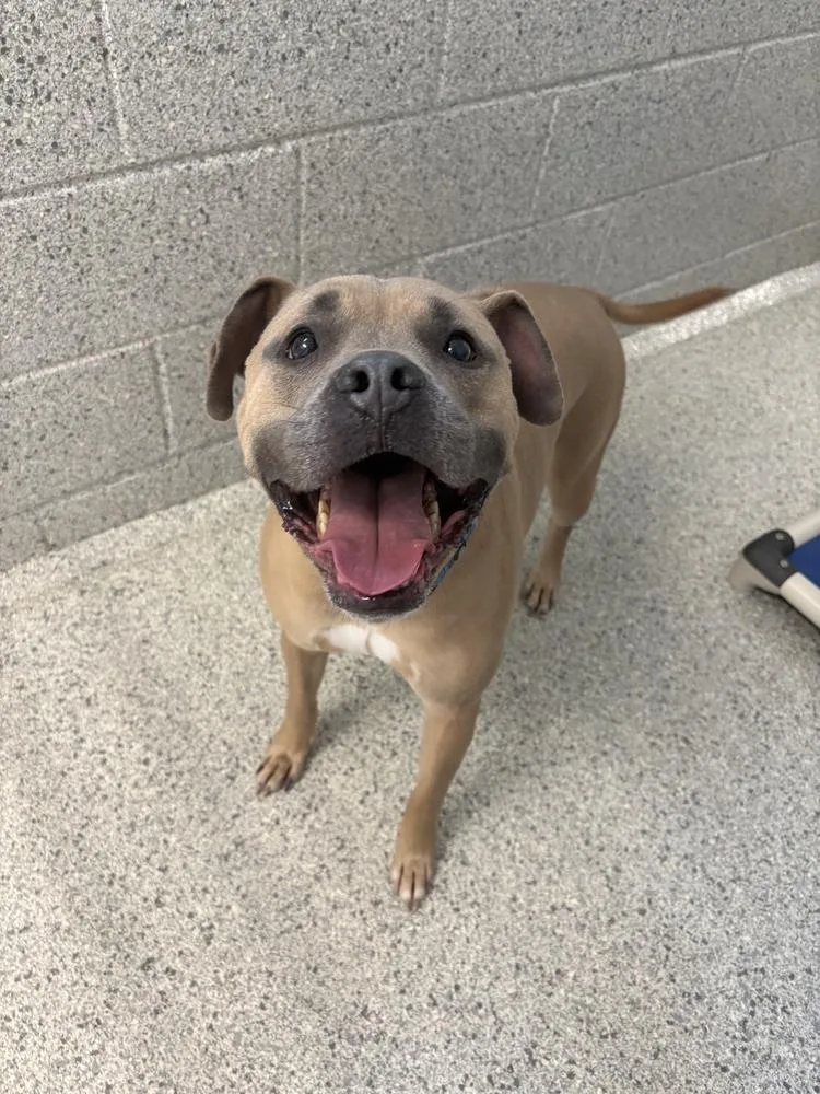 An adult medium-sized male Mixed Breed dog named Maxwell for adoption in Bowling Green, OH