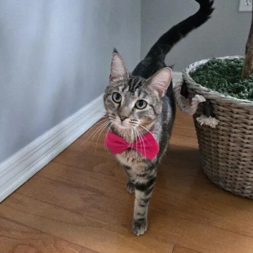 A young small-sized female Tabby (Brown / Chocolate) Domestic Short Hair cat named Jessie Lynn for adoption in Tampa, FL