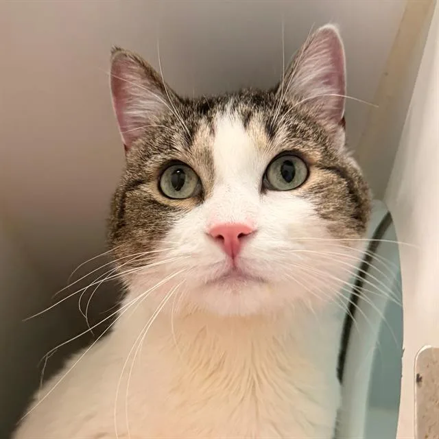 An adult large-sized male Domestic Short Hair cat named Linus for adoption in Indianapolis, IN