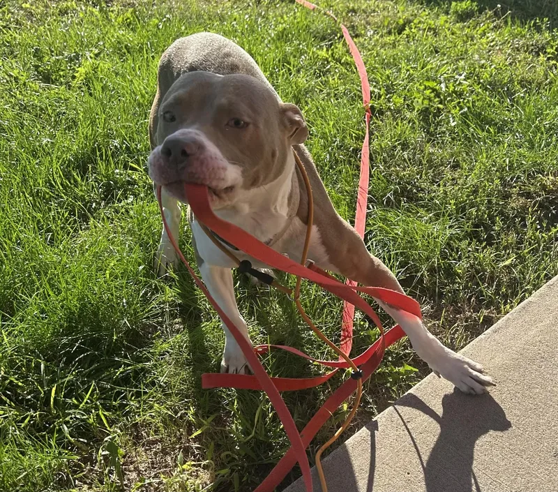 A young medium-sized male Pit Bull Terrier dog named Rocky for adoption in North Kansas City, MO