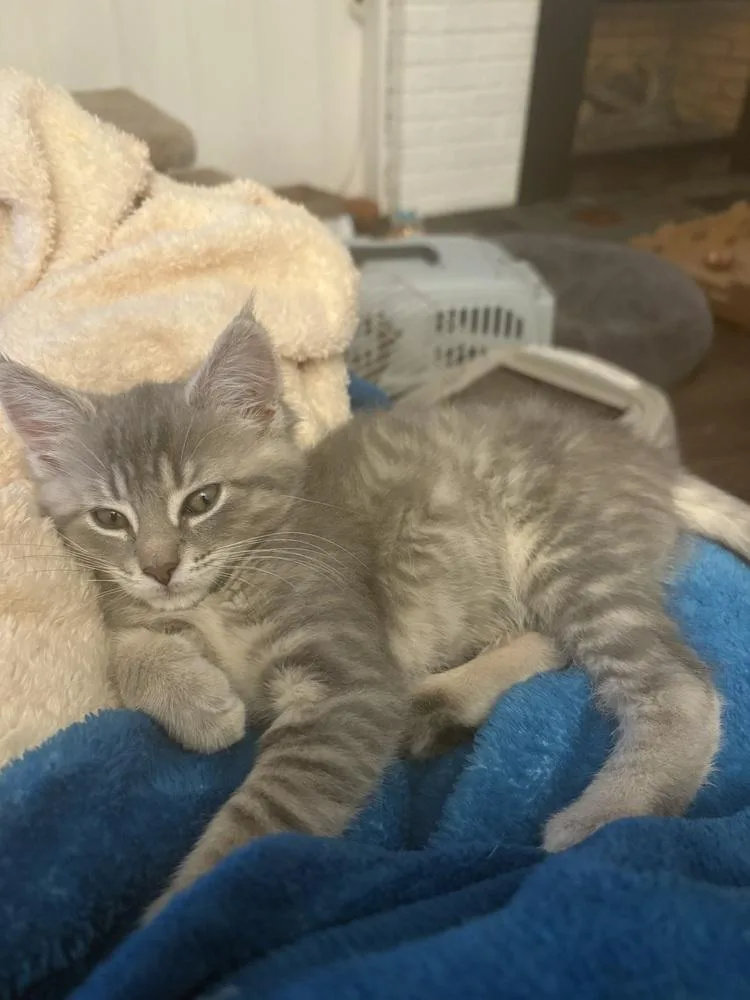 Cinnamon Roll