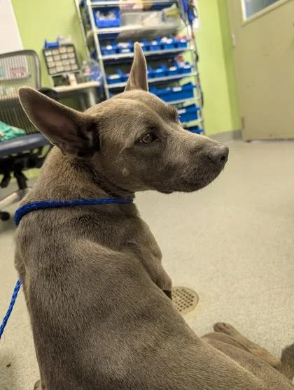 An adult medium-sized female Pit Bull Terrier dog named Stormy for adoption in New Orleans, LA