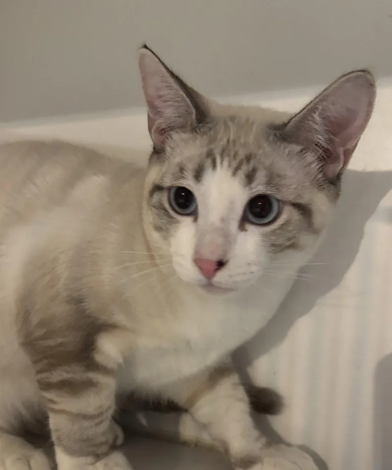 A young medium-sized male Siamese cat named Berkeley Boy for adoption in Phoenix, AZ