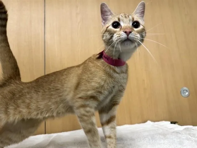 An adult small-sized female Domestic Short Hair cat named Gravy for adoption in Saint Louis, MO