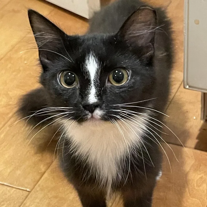 A young small-sized female Black Domestic Medium Hair cat named Duchess for adoption in Medina, OH
