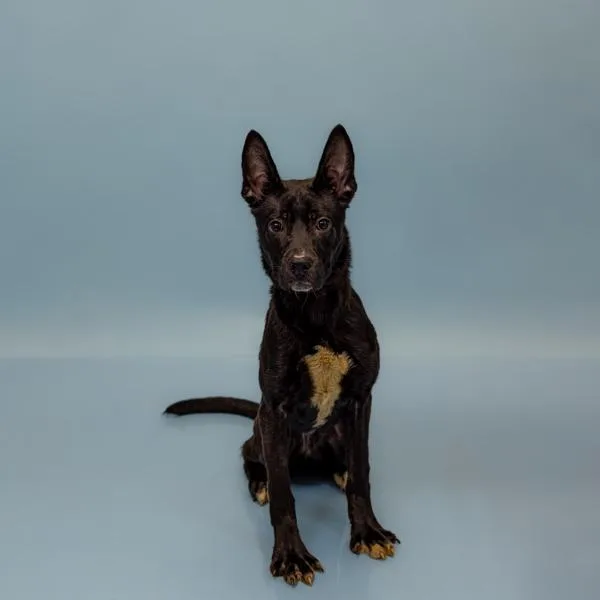 A young small-sized female Shepherd dog named Pen  Riley Sue for adoption in Lawrenceville, GA