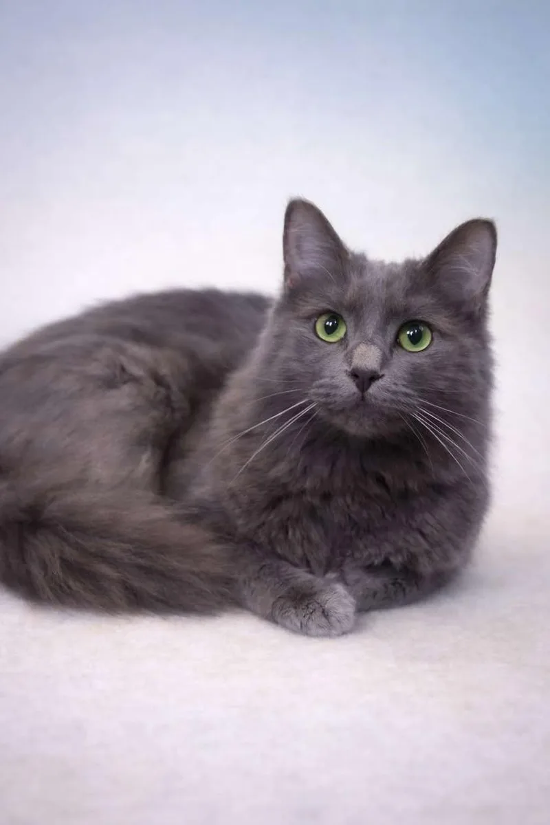 Ash thumbnail 4