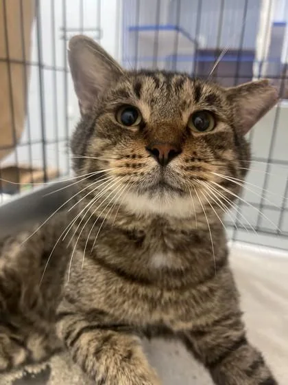 An adult large-sized male Domestic Medium Hair cat named Glitch for adoption in Vero Beach, FL