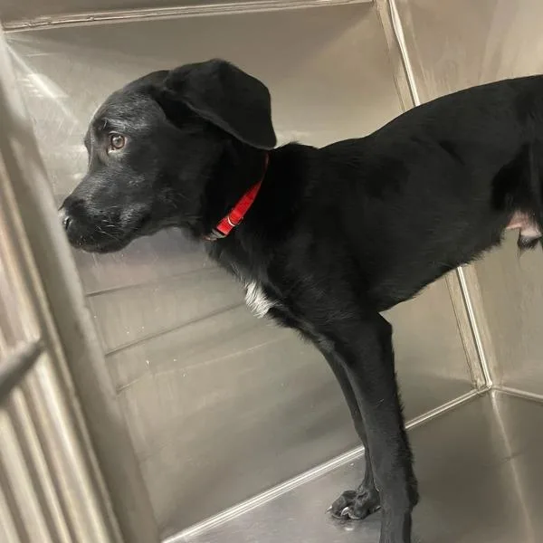 A young medium-sized male Labrador Retriever dog named Buster for adoption in Des Moines, IA