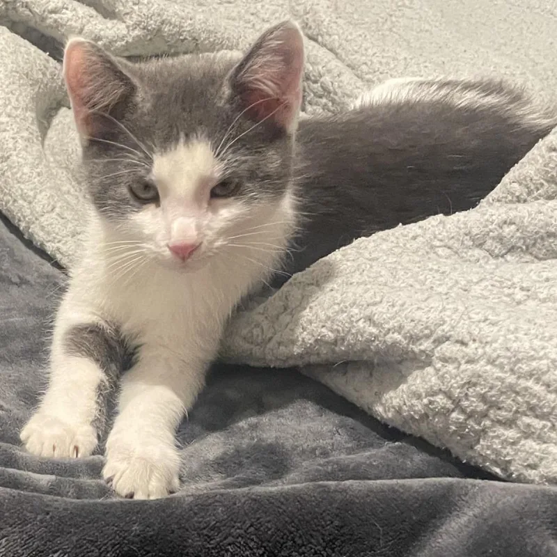 A baby small-sized male White Domestic Short Hair cat named Tan C for adoption in Princeton, MN