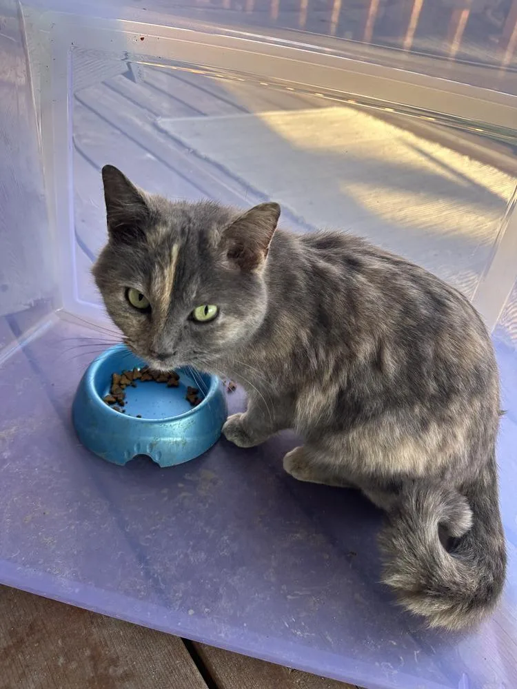 An adult small-sized female Gray / Blue / Silver Domestic Short Hair cat named Shelly. for adoption in Metamora, IL