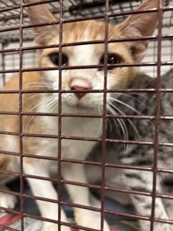 A baby small-sized female Domestic Short Hair cat named Olivia for adoption in Austin, TX