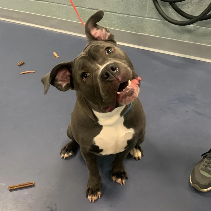 A young medium-sized female Gray / Blue / Silver Pit Bull Terrier dog named Ham Sandwich for adoption in Greensboro, NC