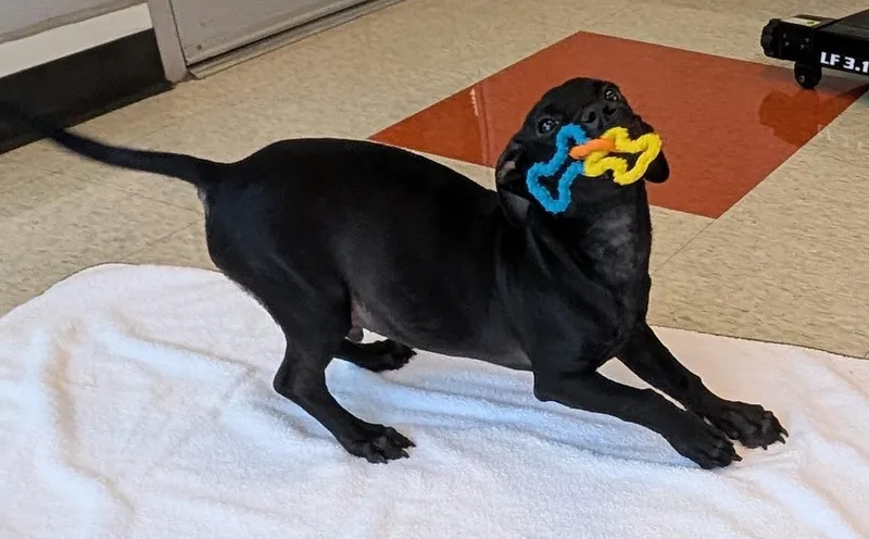 A baby large-sized male Labrador Retriever dog named Atlas A for adoption in Plano, TX