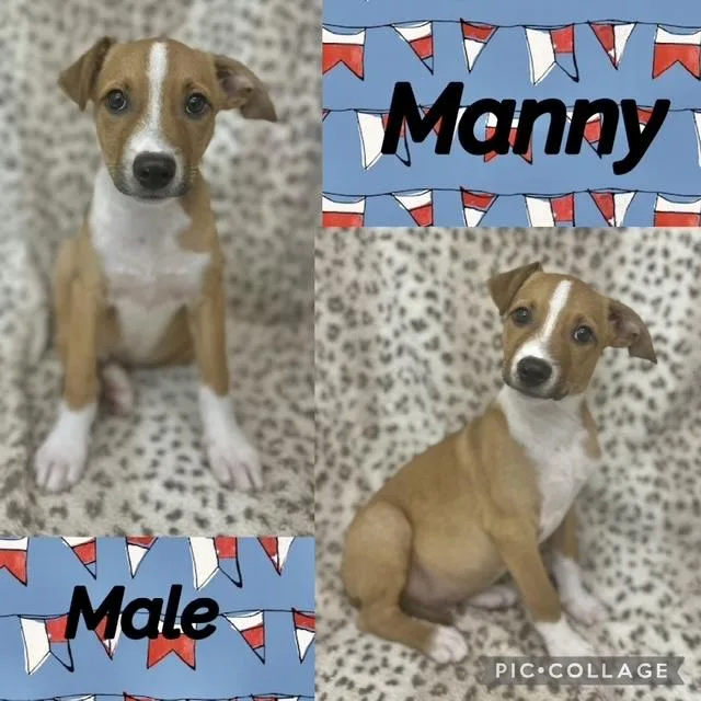 Manny