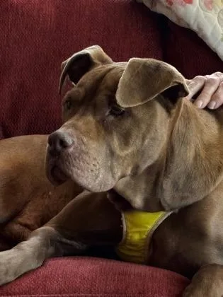 A senior medium-sized female Pit Bull Terrier dog named Dandelion for adoption in Knoxville, TN