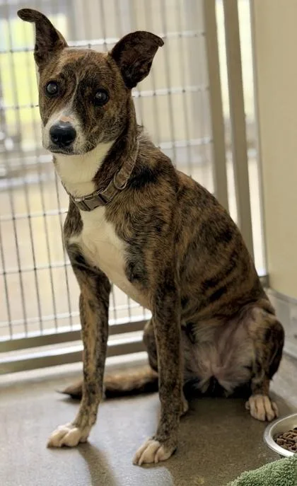 An adult medium-sized female Mixed Breed dog named Tiger for adoption in Cincinnati, OH