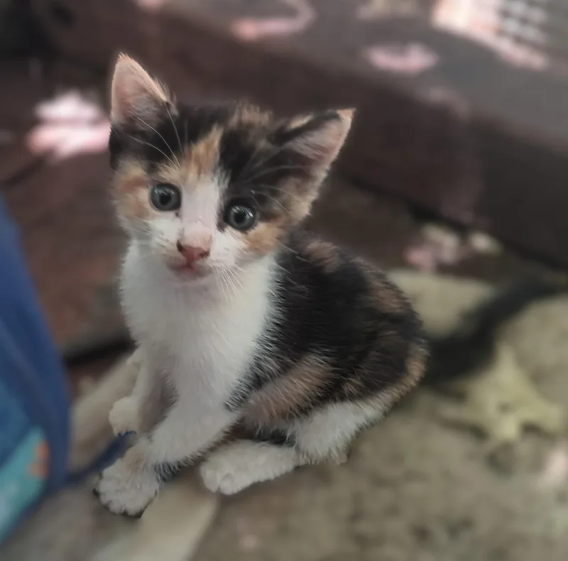 A baby medium-sized female Calico cat named Chloe for adoption in Shingletown, CA