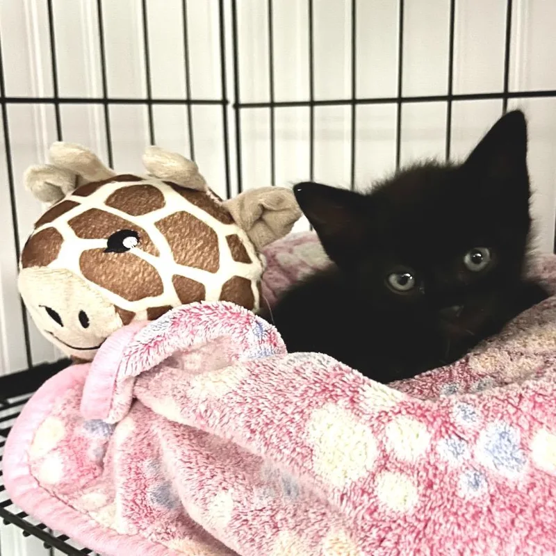 A baby small-sized female Black Domestic Short Hair cat named Jade for adoption in Blairsville, GA