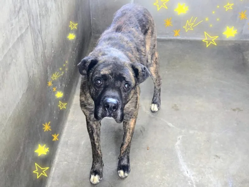 An adult medium-sized male Cane Corso dog named Isaac for adoption in Van Nuys, CA