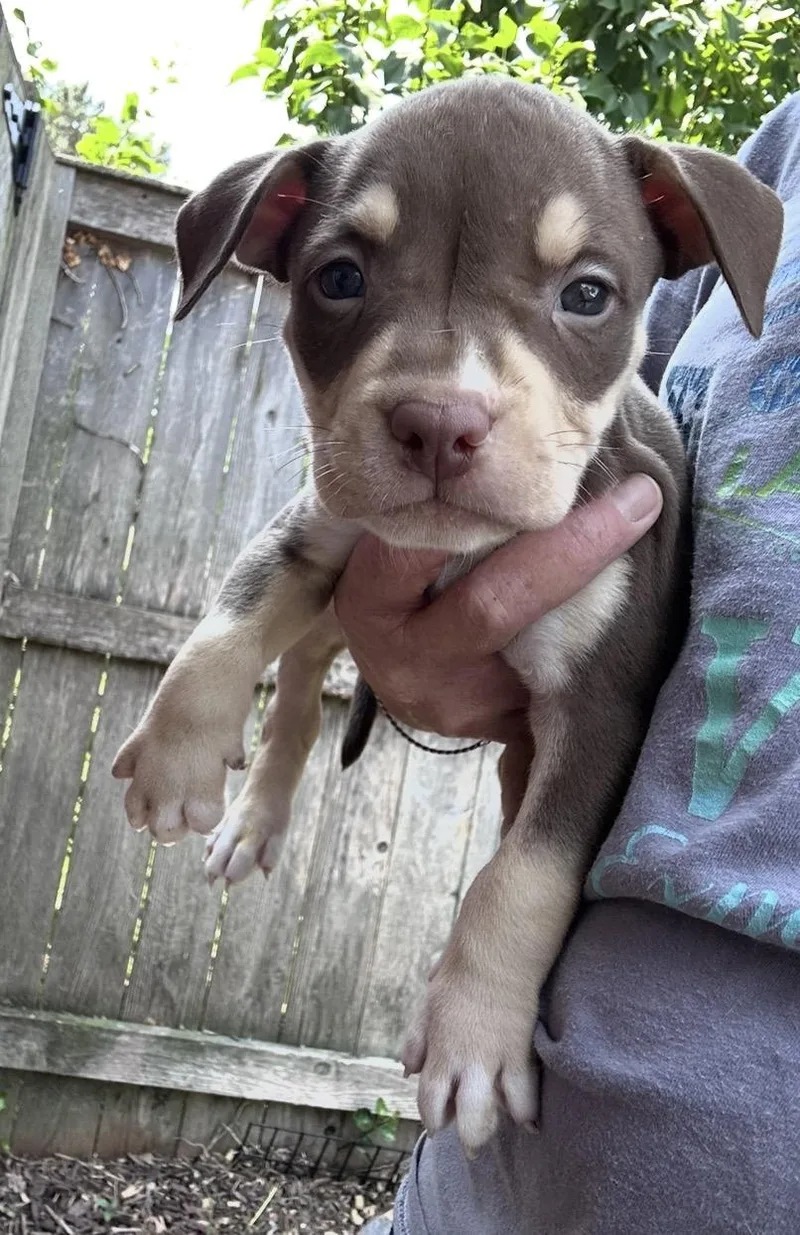 A baby medium-sized male Brown / Chocolate American Staffordshire Terrier dog named Benson for adoption in Wonder Lake, IL