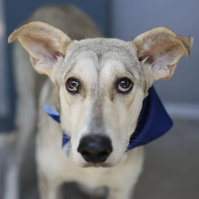 An adult large-sized female Husky dog named Lulu for adoption in San Antonio, TX