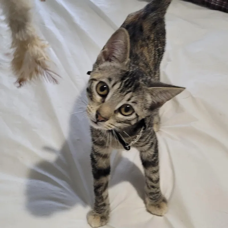A baby small-sized female Tabby (Brown / Chocolate) Domestic Short Hair cat named Dora for adoption in Liverpool, TX