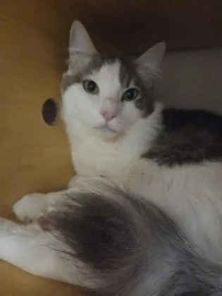 A young small-sized male Domestic Short Hair cat named Finn for adoption in Bellevue, WA