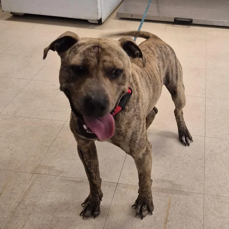 A young medium-sized male Brindle Mixed Breed dog named Flash for adoption in Lake Panasoffkee, FL