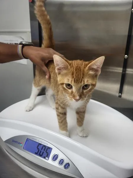 A baby medium-sized male Domestic Short Hair cat named If Pierce for adoption in Lawrenceville, GA