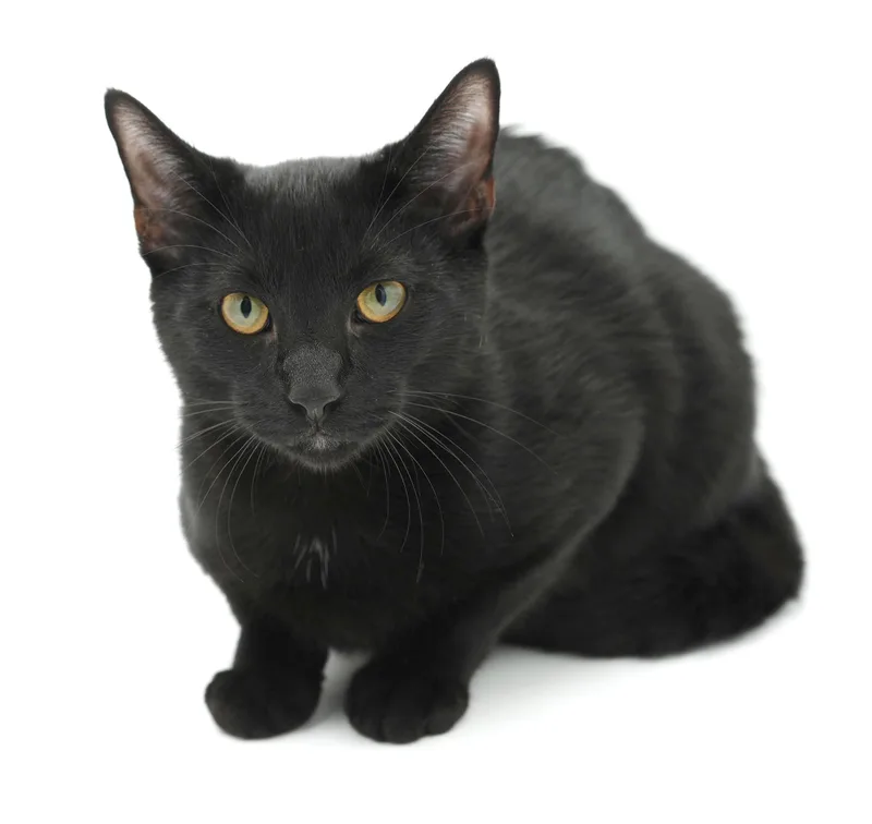 A baby medium-sized male Bombay cat named Gordo is well... GORGEOUS for adoption in Bedford Hills, NY