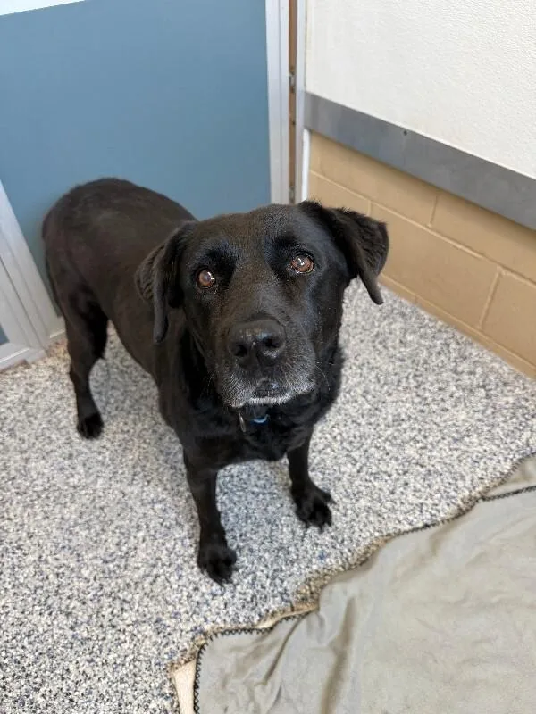 A senior large-sized female Black Labrador Retriever dog named Miss Shadow for adoption in Fort Collins, CO