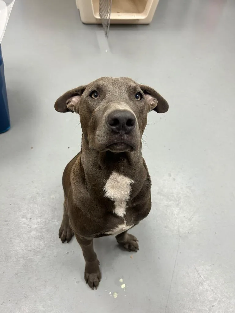 A young medium-sized male Labrador Retriever dog named Akuma for adoption in Hartsville, SC