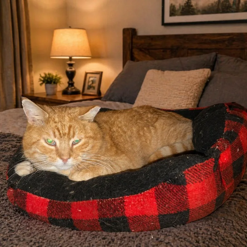 An adult medium-sized male Orange & White Tabby cat named Hank for adoption in Woodbridge, NJ